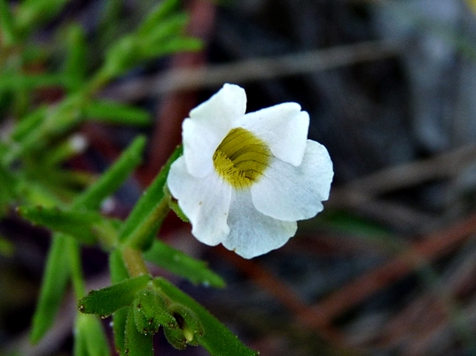 {Gratiola ramosa}